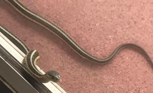 Constantini's Ironwood