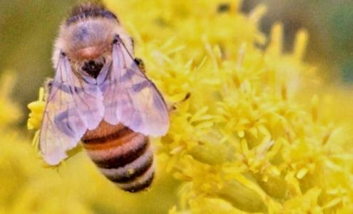 Heritage Honeybee, LLC - N6007 Hillside Drive, Sullivan, WI 53178 Sullivan