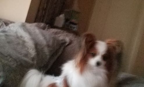 Blazen Kennels Jonesboro