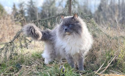 Dr Pat's Pet Care 41 Bogachiel Way, Forks Washington 98331