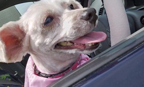 Robin's Pet Grooming 16487 Sussex Hwy, Bridgeville Delaware 19933