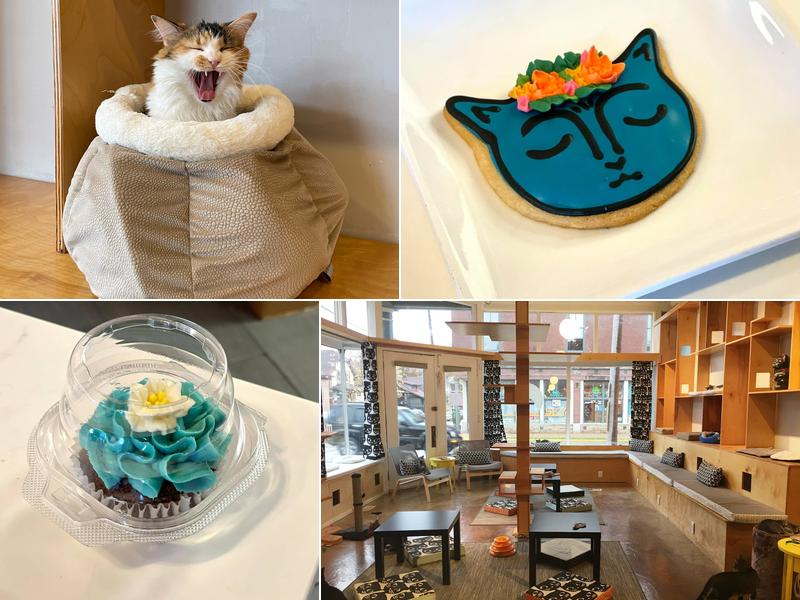 Mauhaus Cat Cafe