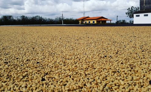 Café Richesse Coffee Roasters