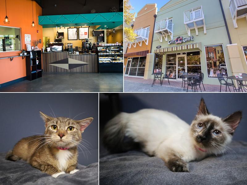 Orlando Cat Café