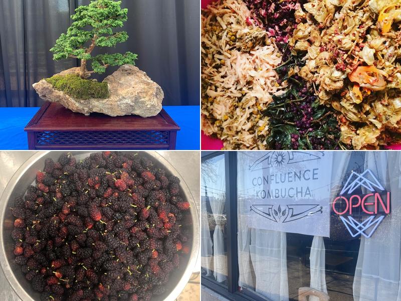 Confluence Kombucha