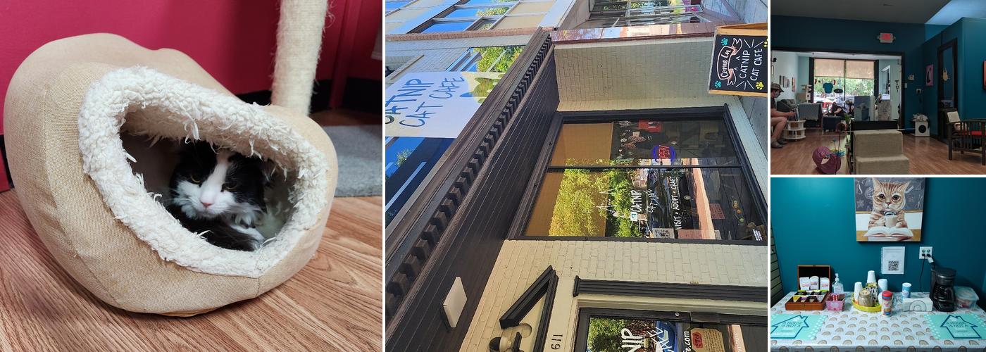 Catnip Cat Cafe