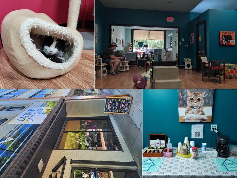 Catnip Cat Cafe