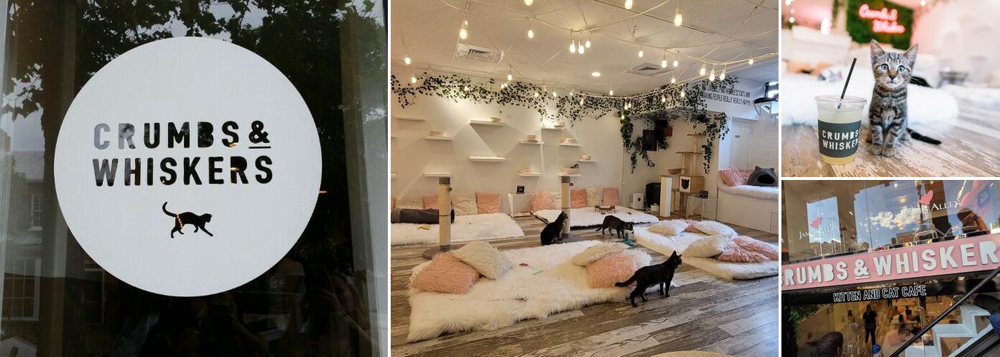 Crumbs & Whiskers | Kitten & Cat Cafe.