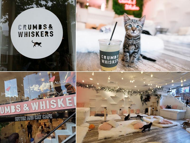 Crumbs & Whiskers | Kitten & Cat Cafe.