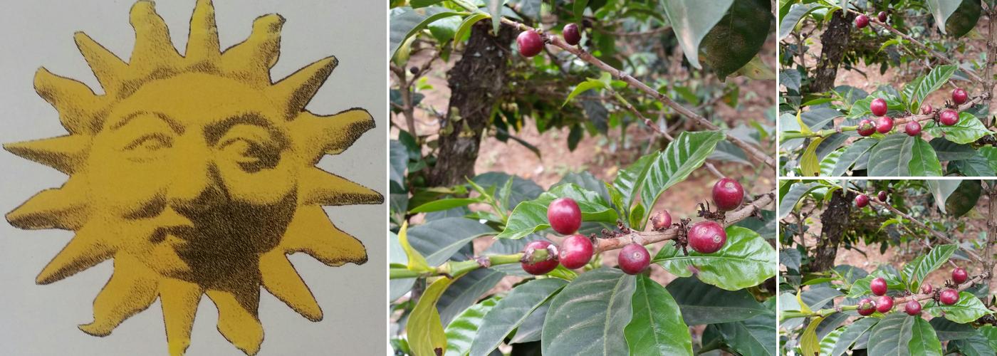 Cafe Del Sol Roasting