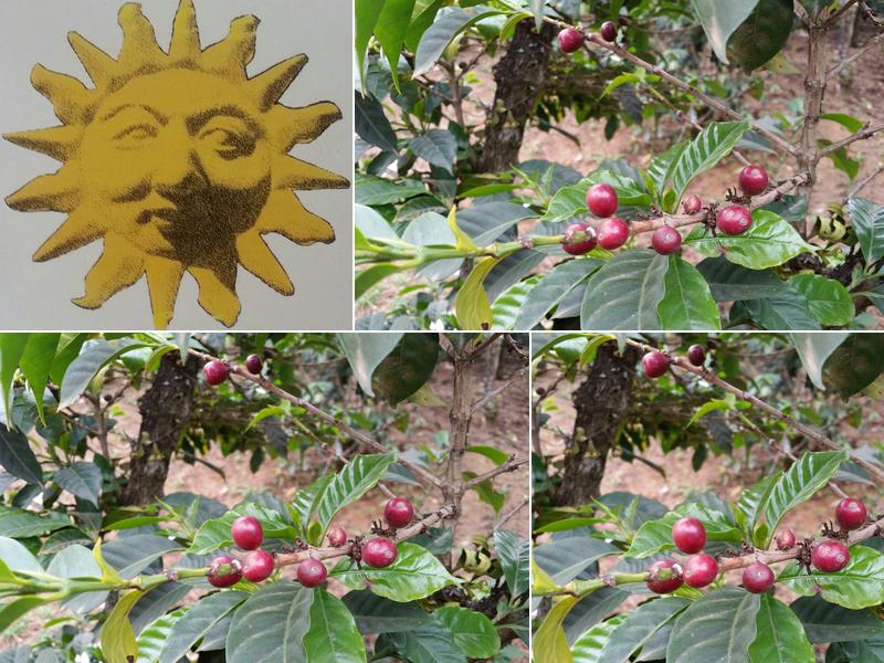 Cafe Del Sol Roasting 103 Commercial Dr, Iowa City