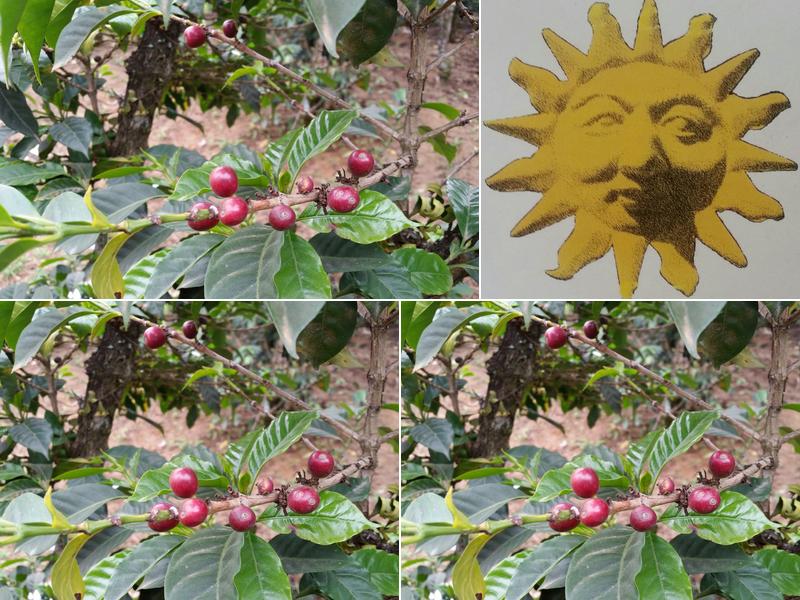 Cafe Del Sol Roasting