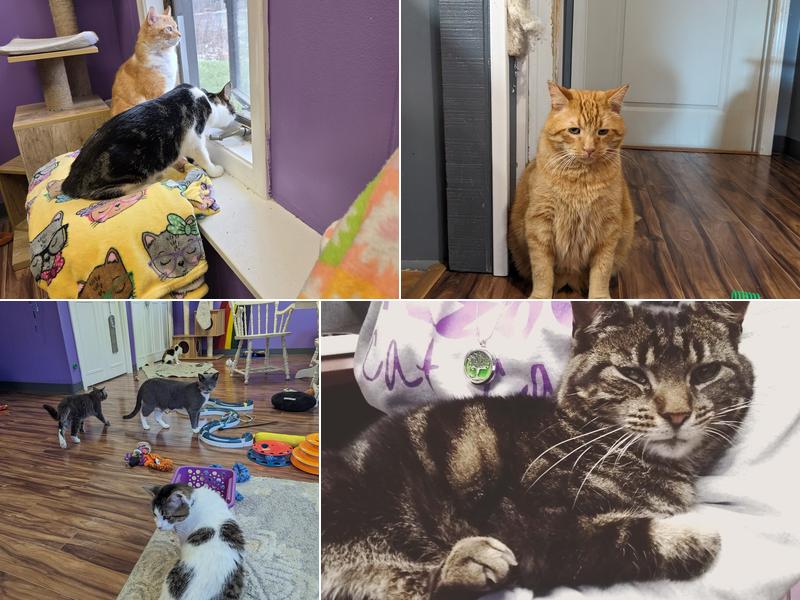 Kzoo Cat Cafe and Rescue