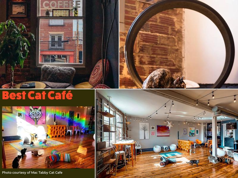 Mac Tabby Cat Cafe - Charlotte 3204 N Davidson St, Charlotte