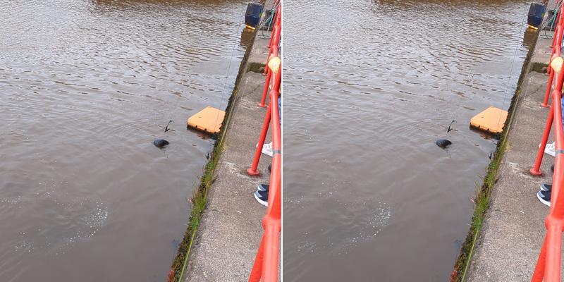 Joe’s Catch Eyemouth