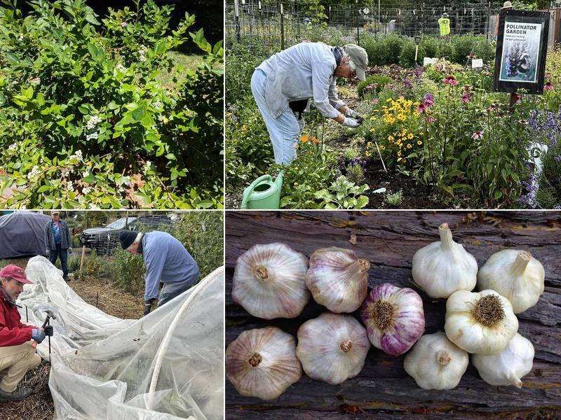 Common Ground Garden