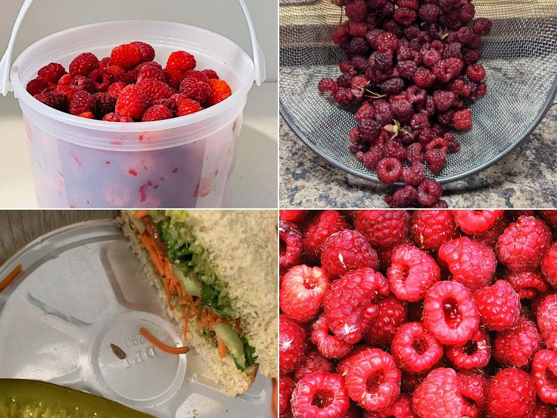 La Cueva Raspberry Farm