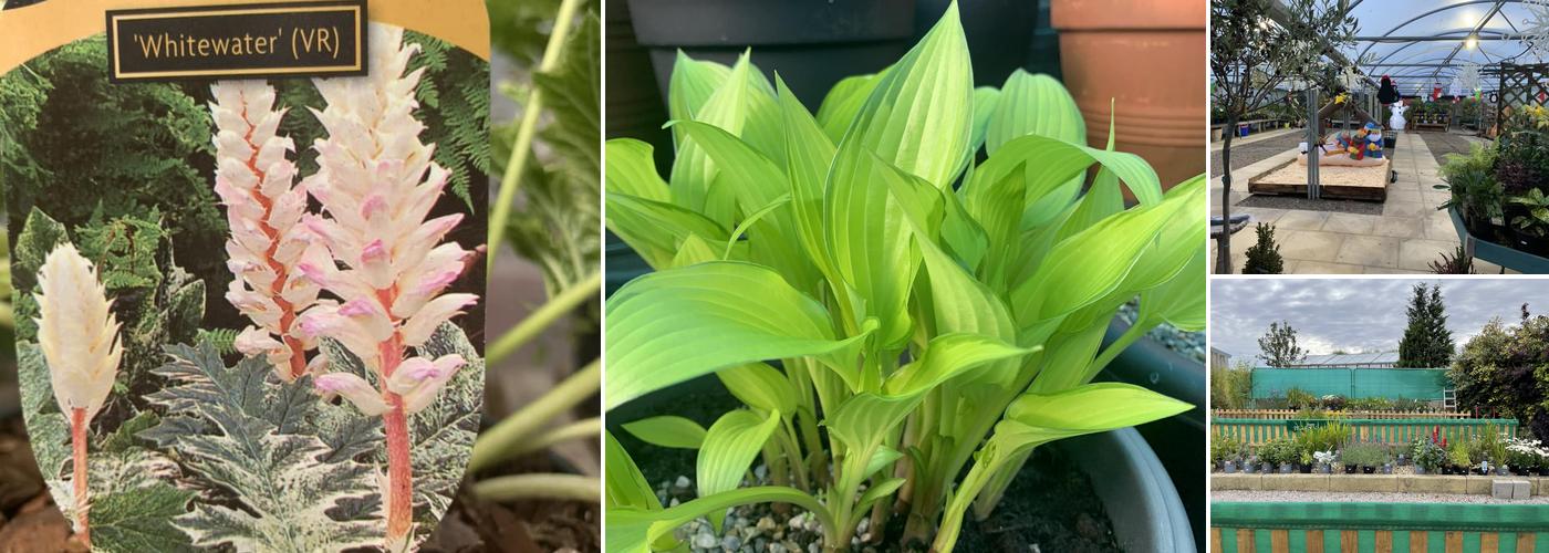 Primrose Hill Nurseries