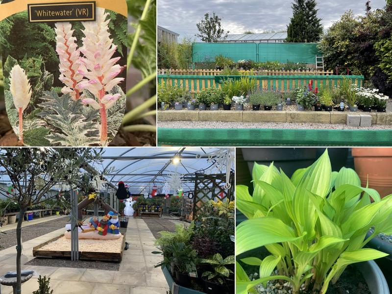 Primrose Hill Nurseries