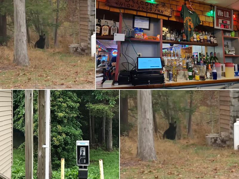 High Knob Inn 388 Covered Bridge Rd, Hillsgrove