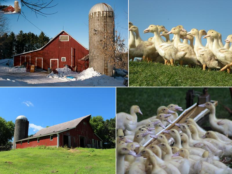 Au Bon Canard Foie Gras