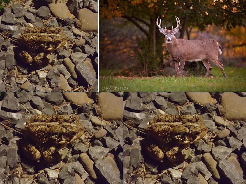 Deer-Xing Inn 13239 Rt. 14 Hwy, Ralston