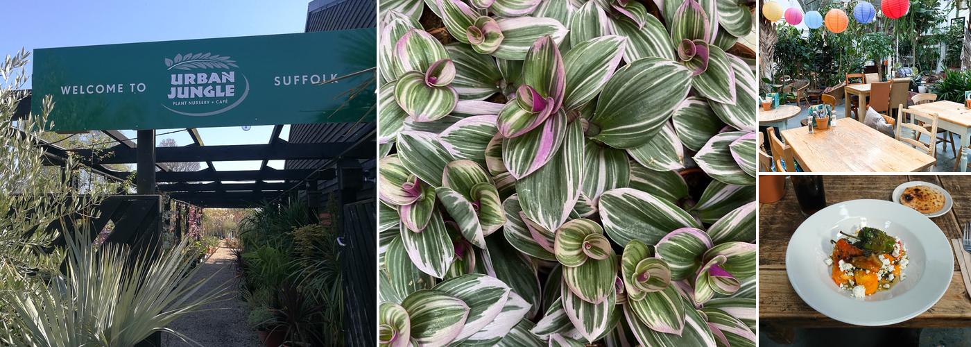 The Cafe at Urban Jungle Suffolk