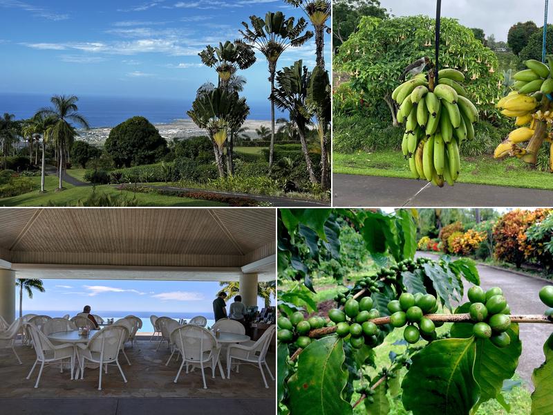 Mauka Meadows Coffee Farm