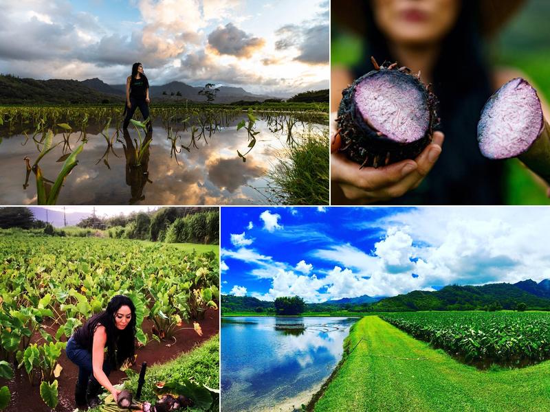 Hanalei Taro & Juice Co