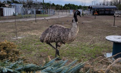 SkyWatch Bird Rescue Castle Hayne