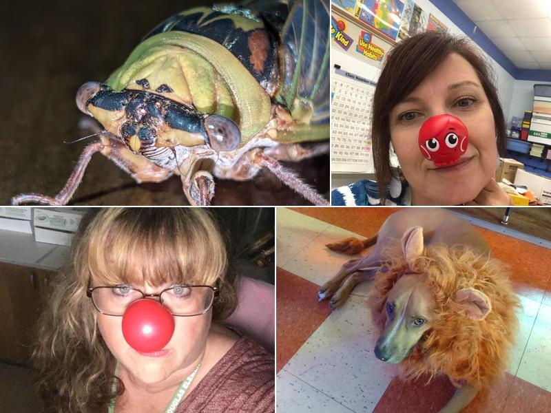 Mojac's 1100 E B St, Belleville