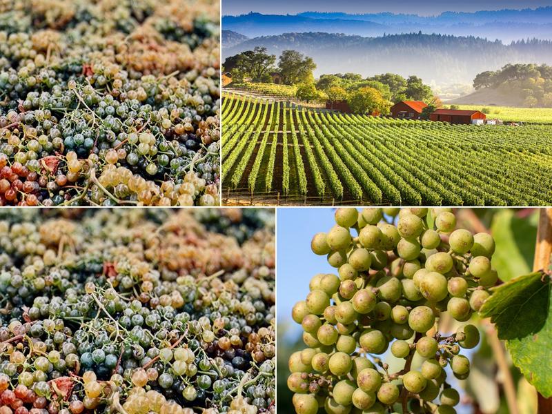 Camarillo Custom Crush Winery