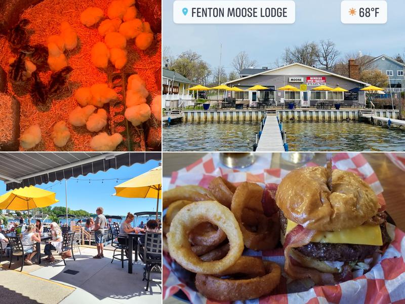 Fenton Moose Lodge 430