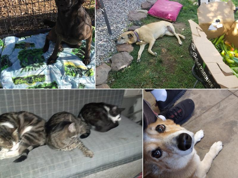 G Bar G Veterinary Services LLC