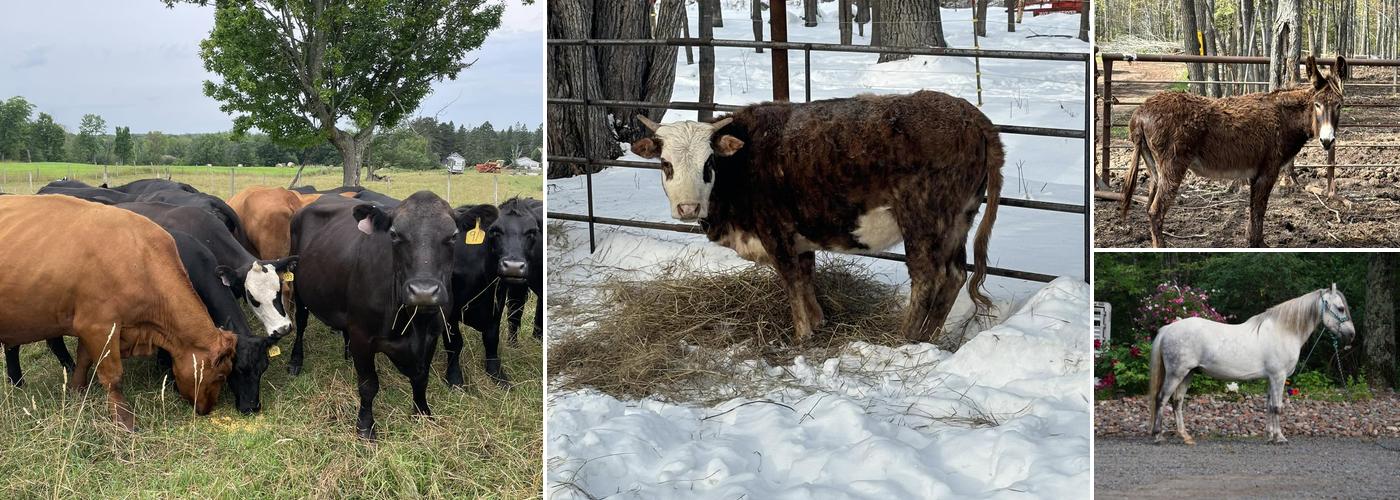 Bar MD Cattle Company