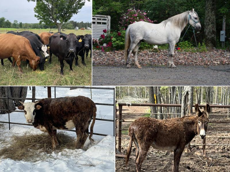 Bar MD Cattle Company