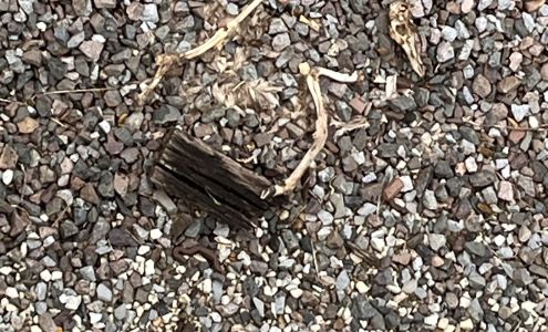 Old Wooden Bridge Edina