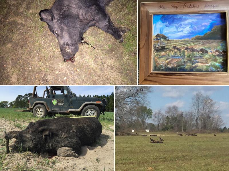 Hogpredators