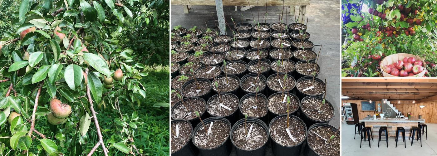 Grisamore Cider Works