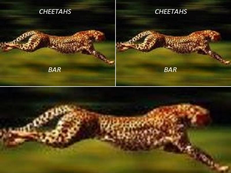 Cheetahs/Peanut Bar