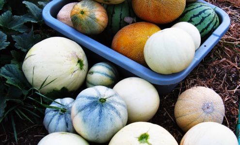 Upriver Organics Walterville