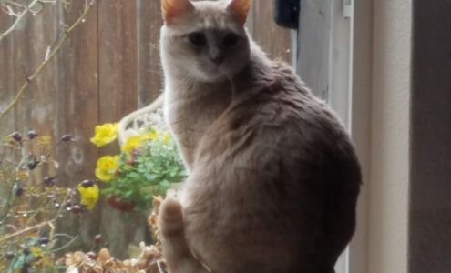 New Yorker Styling Salon