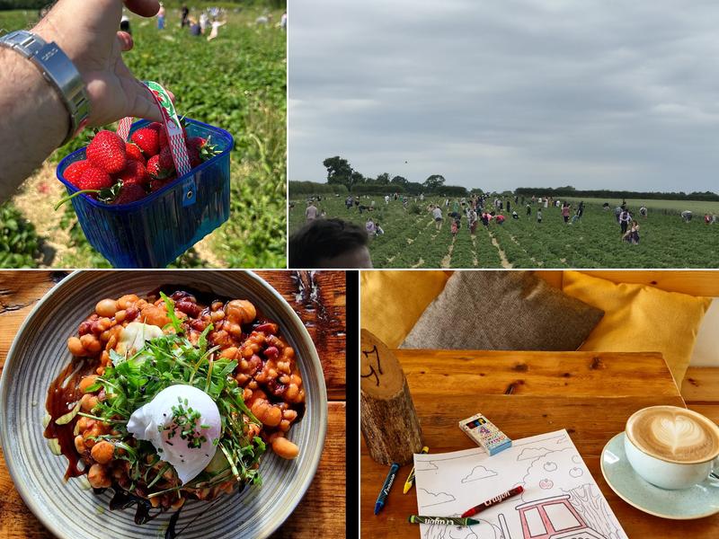 Claremont farm fruit picking