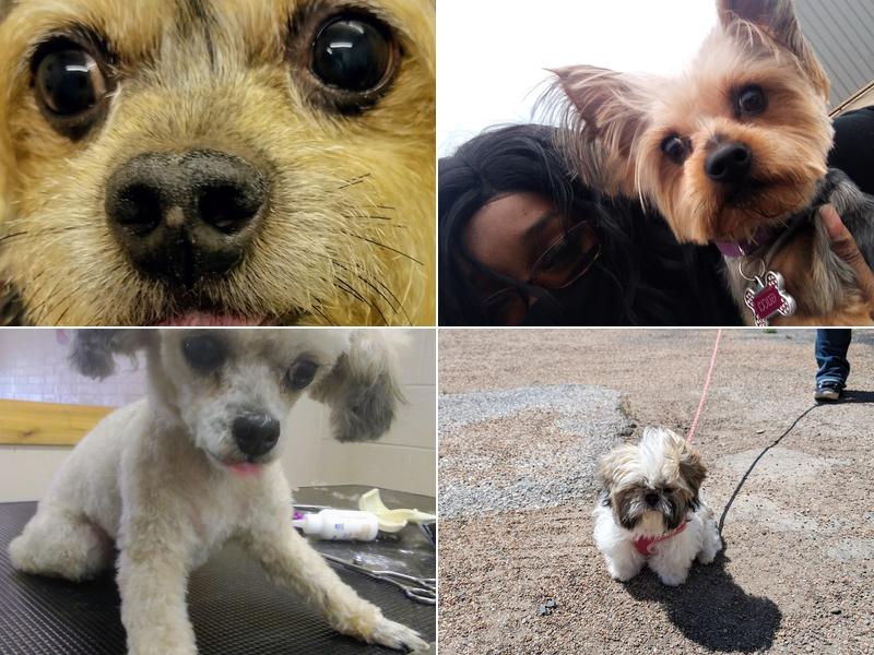 Lake Air Grooming Salon