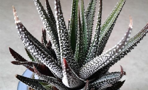 Dennis-Marcel Salon Cranston