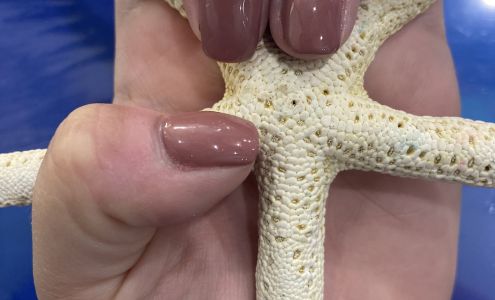 Venus Spa 2600 Padre Blvd F, South Padre Island Texas 78597