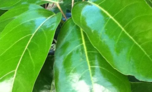 Accents Hair Design Wailuku