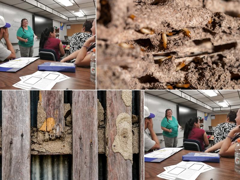 Quaker Graveyard Termite Removal Experts