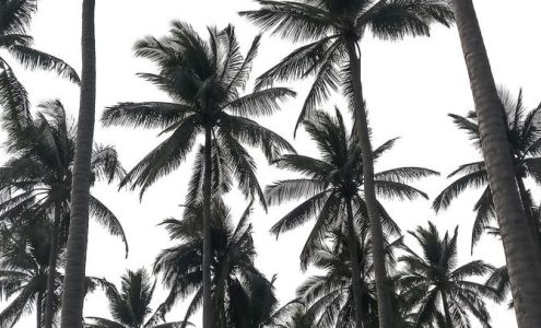 Roots by Raechel Abilene