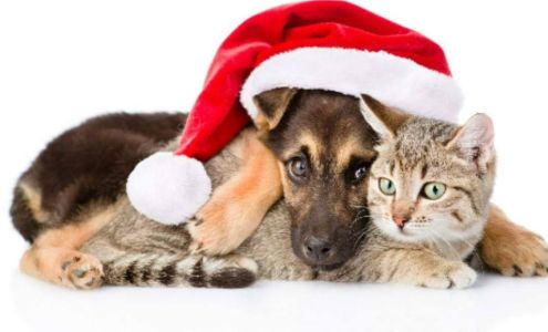 Cut-Ups Hair & Tanning Salon